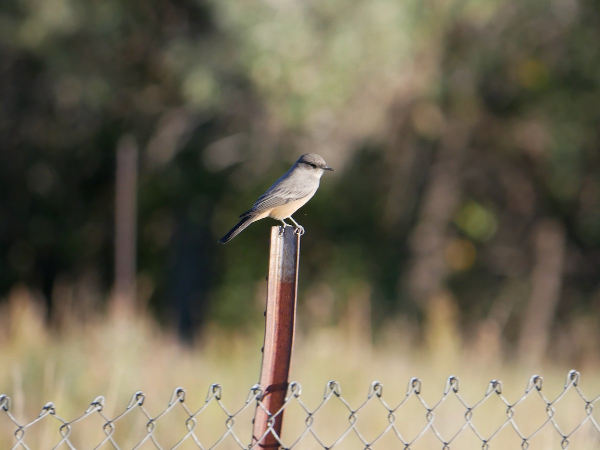 Say's Phoebe - ML624172234