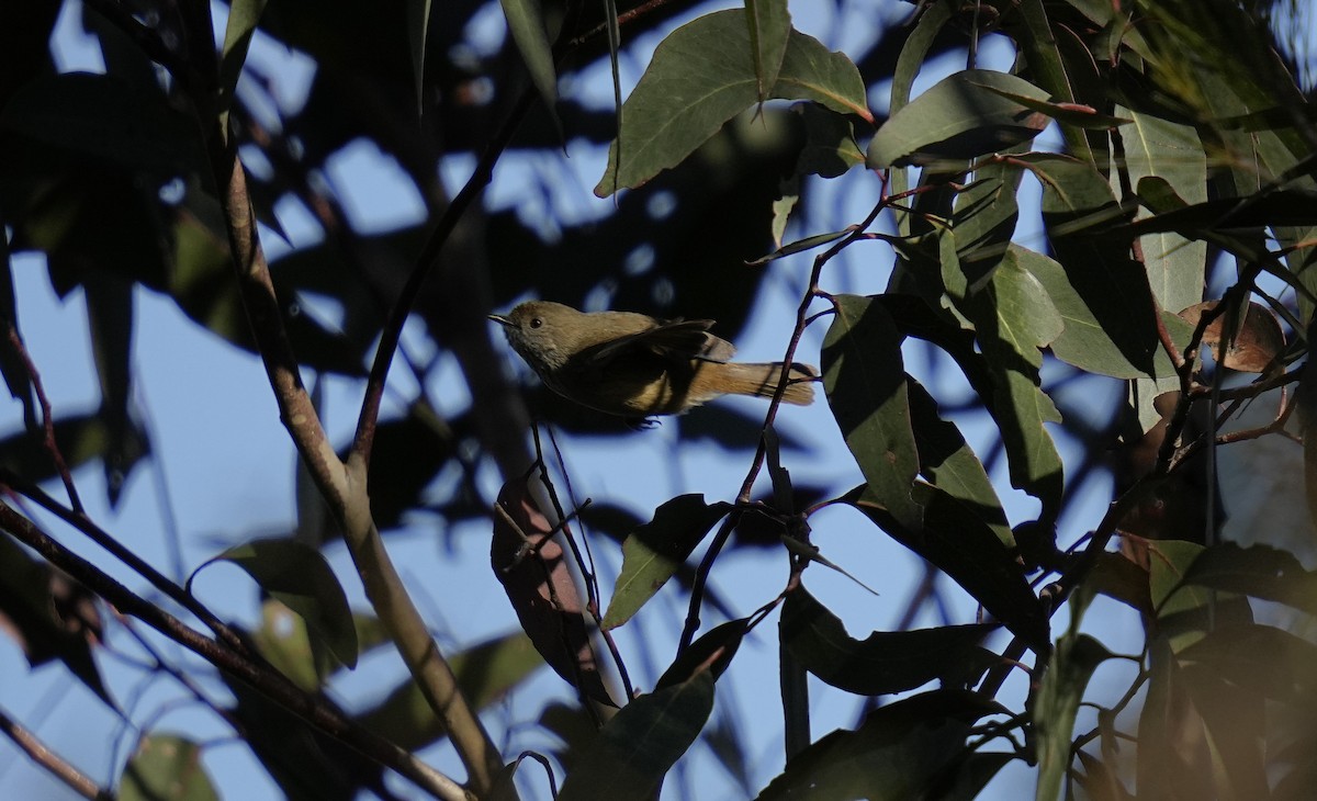 Brown Thornbill - ML624172256