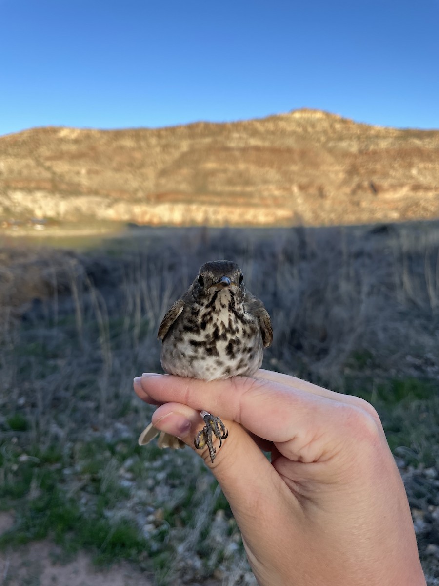 Hermit Thrush - Mietron Shahbodaghloo