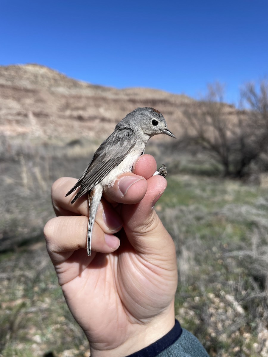 Lucy's Warbler - ML624172286