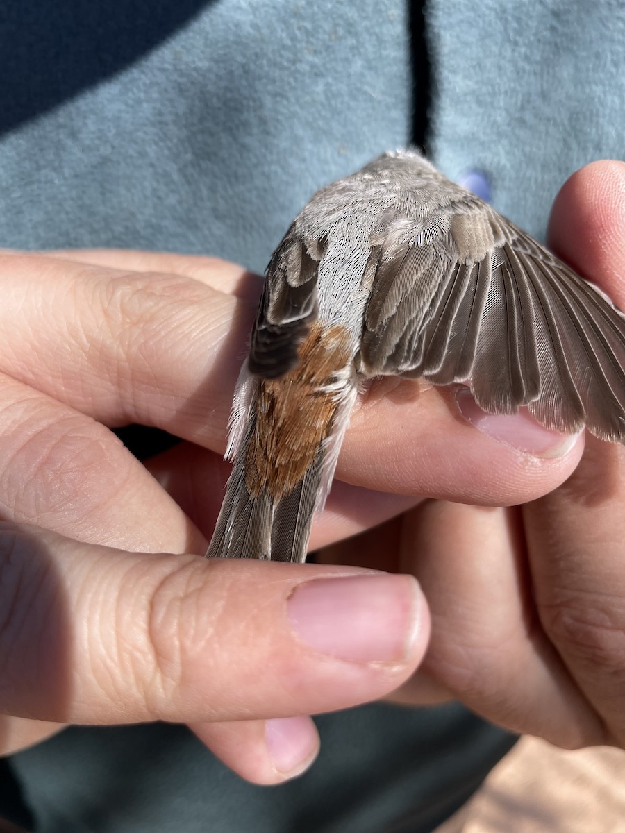 Lucy's Warbler - Mietron Shahbodaghloo