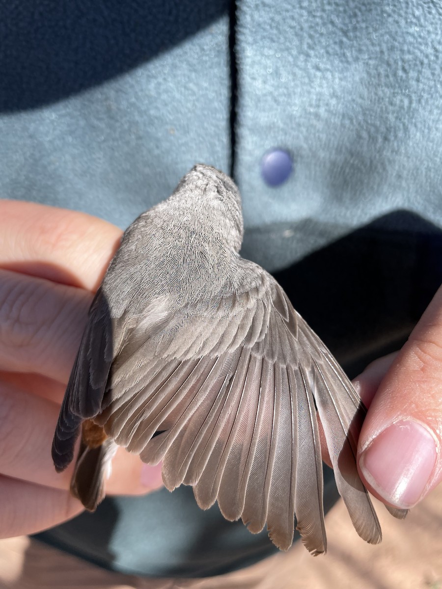 Lucy's Warbler - ML624172290