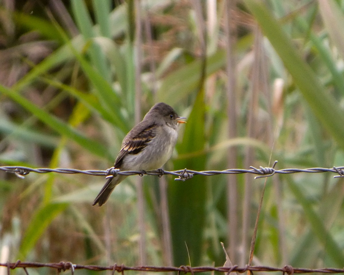 Eastern Wood-Pewee - ML624172300