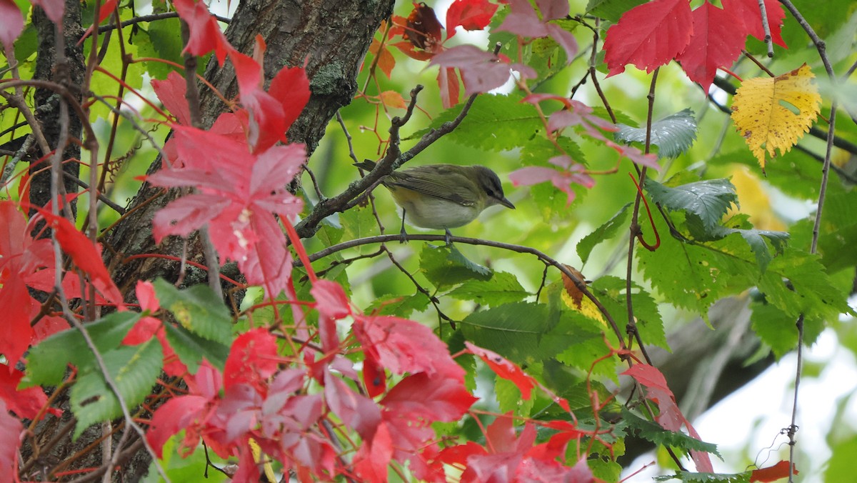 Red-eyed Vireo - Mike Grant