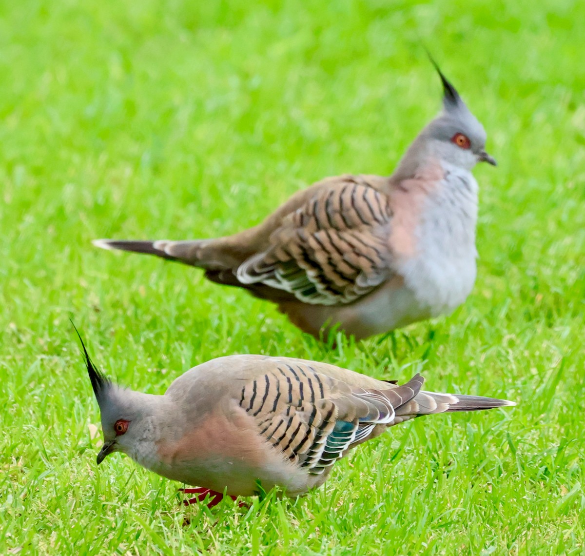 Crested Pigeon - ML624172390