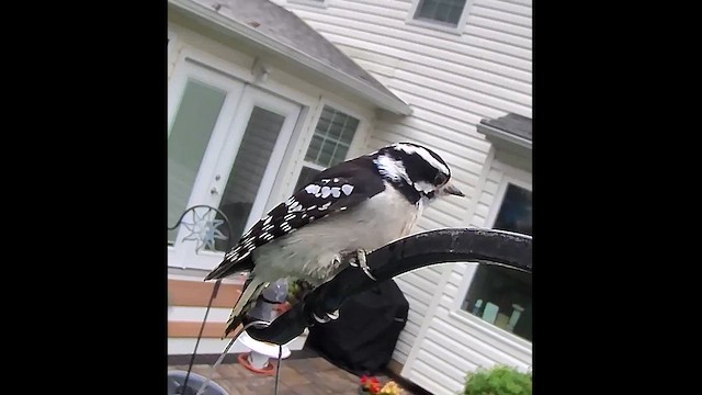 Downy Woodpecker - ML624172391