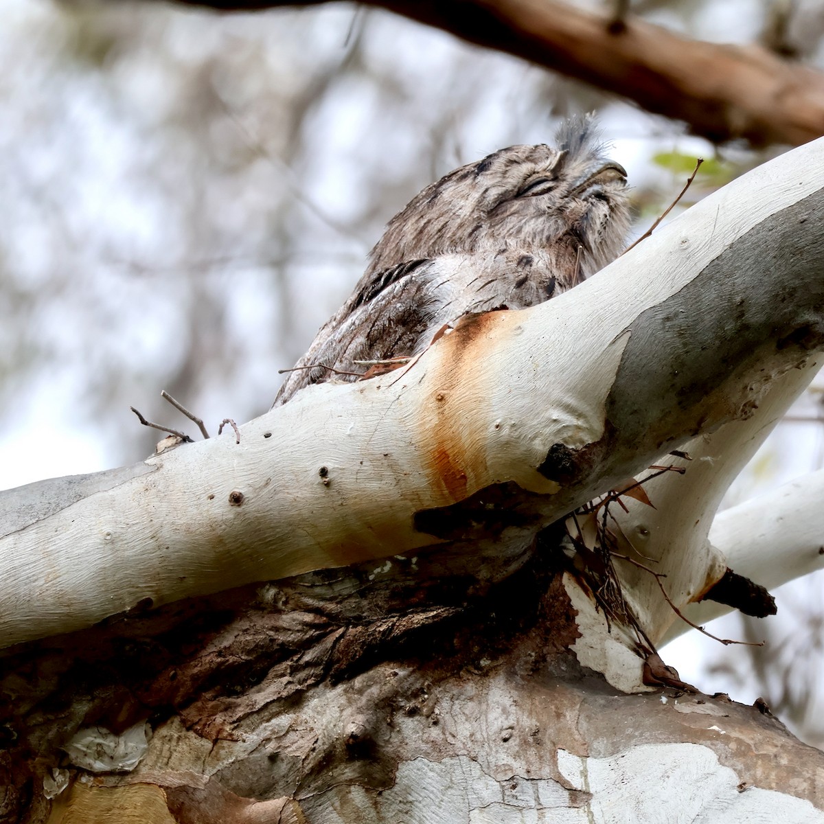 Tawny Frogmouth - Kirsty McIntyre