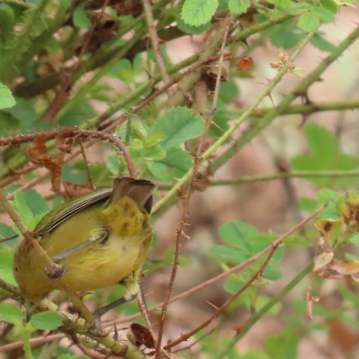 Yellow Warbler - ML624172404