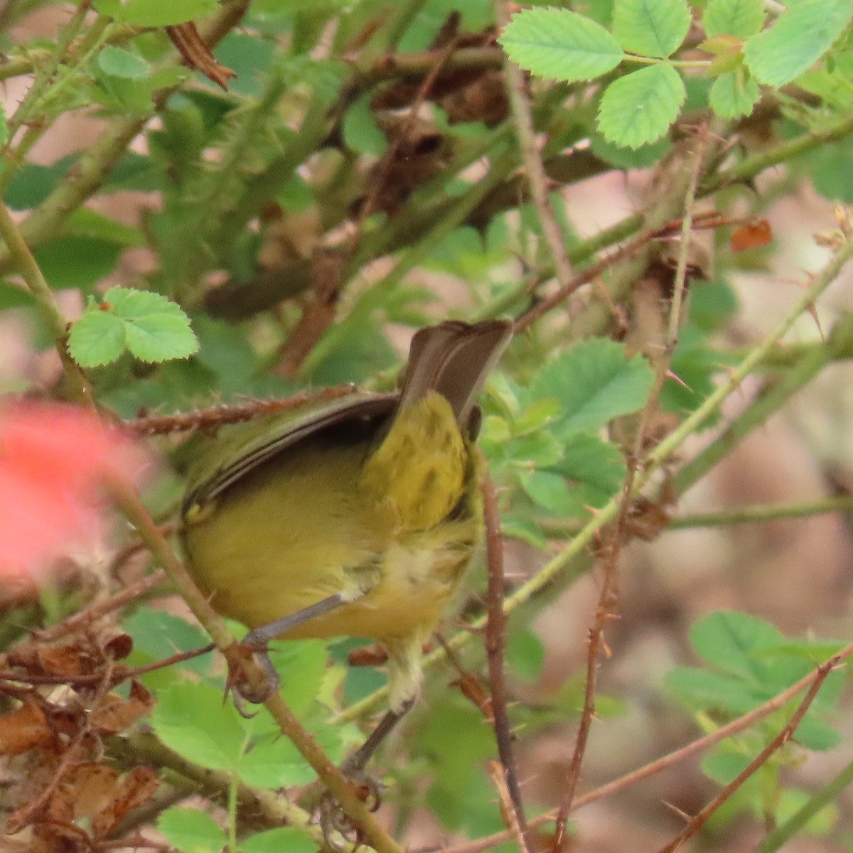 Yellow Warbler - ML624172413