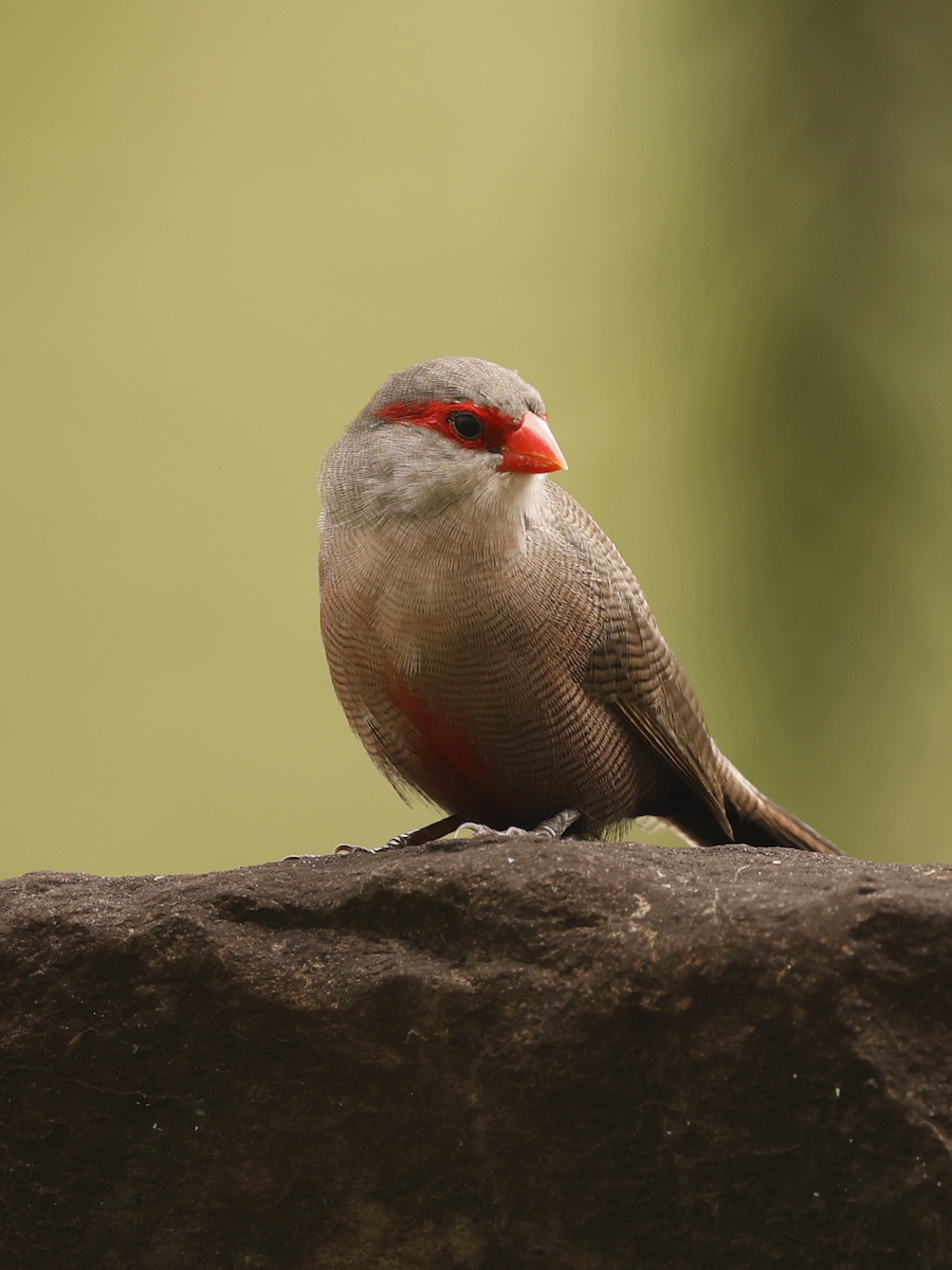 Common Waxbill - Sam Buttrick