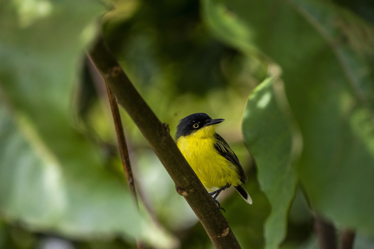 Common Tody-Flycatcher - ML624172434