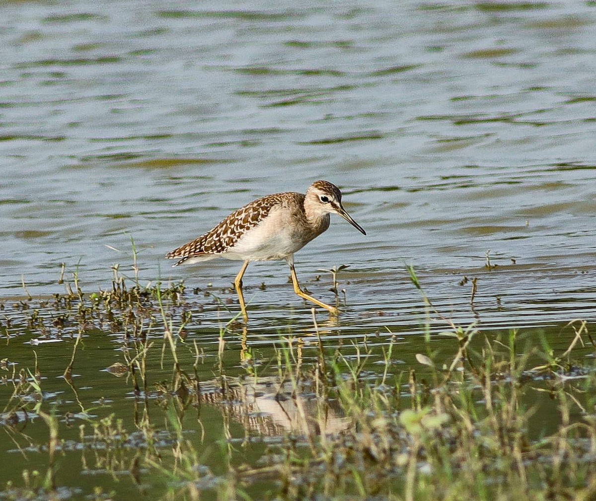 Wood Sandpiper - ML624172455