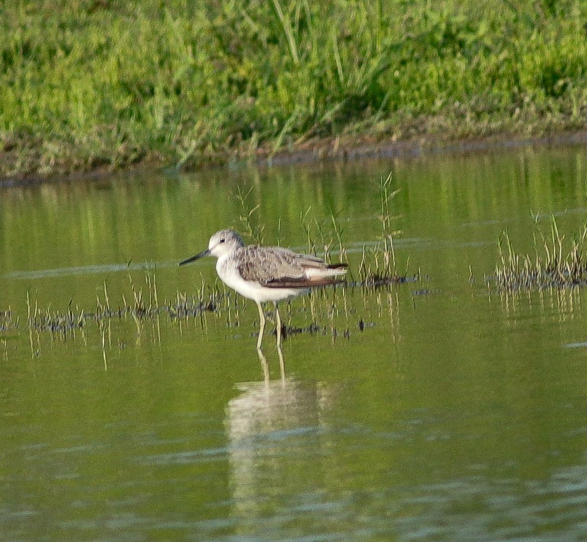 Common Greenshank - ML624172460