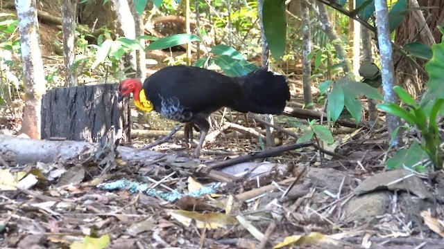 Australian Brushturkey - ML624172467