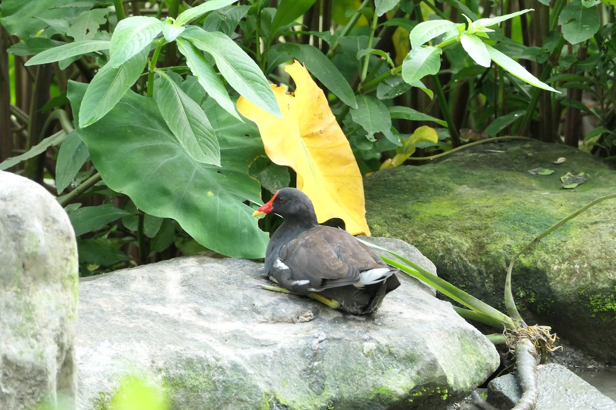 Eurasian Moorhen - ML624172471