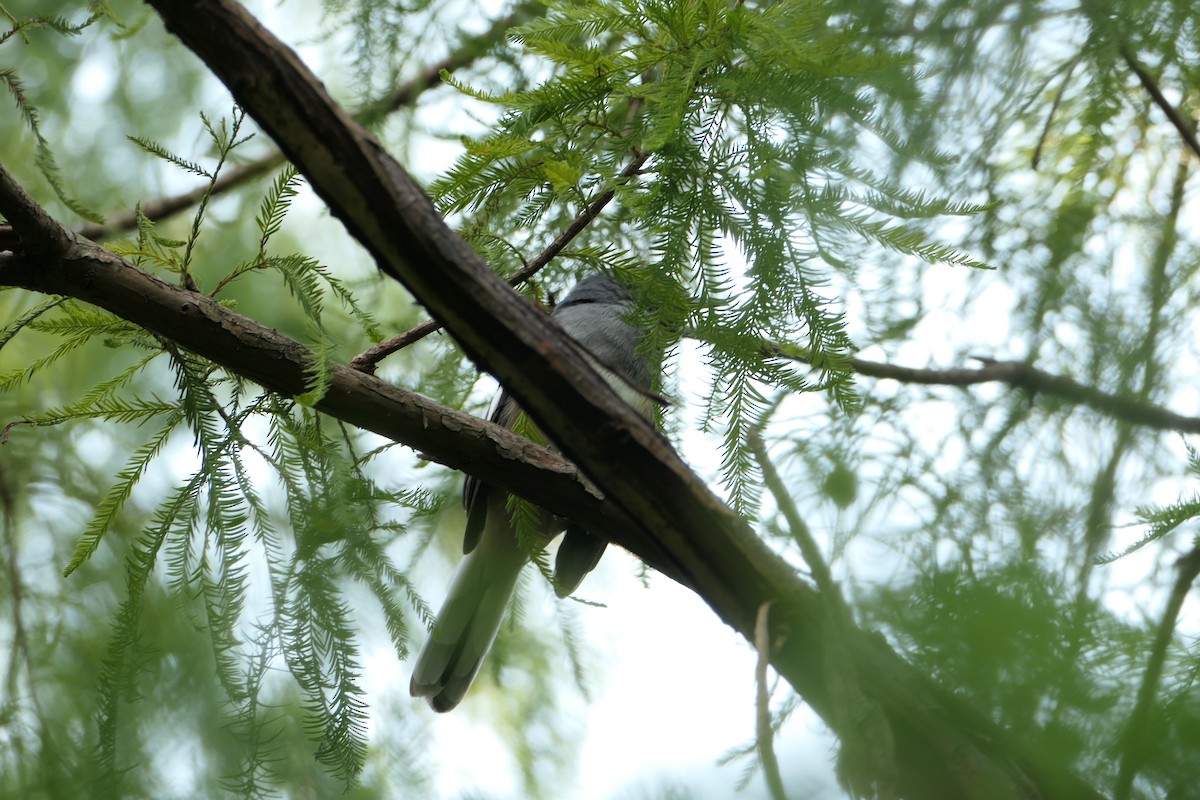 Oriental Magpie-Robin - ML624172474