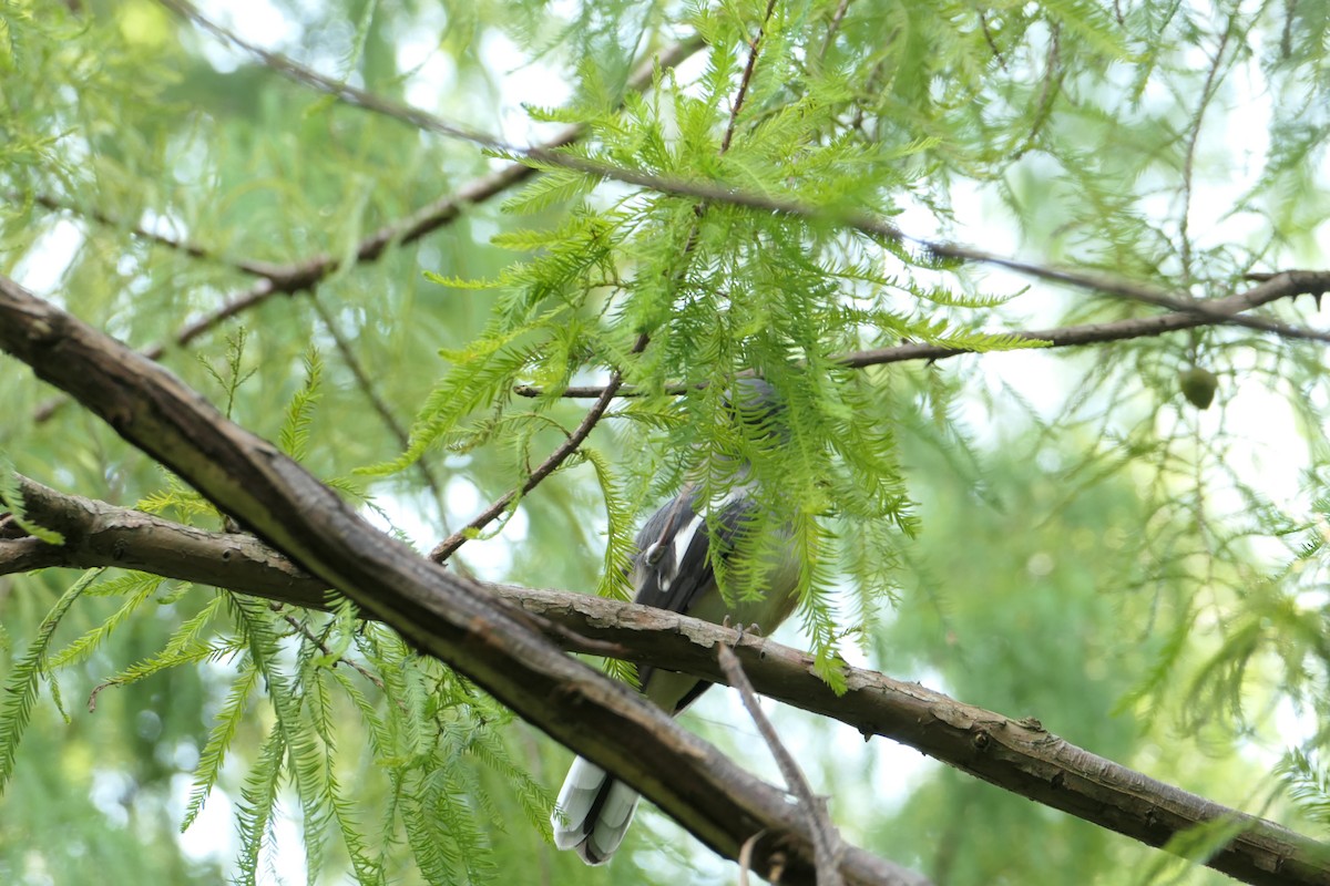 Oriental Magpie-Robin - ML624172475