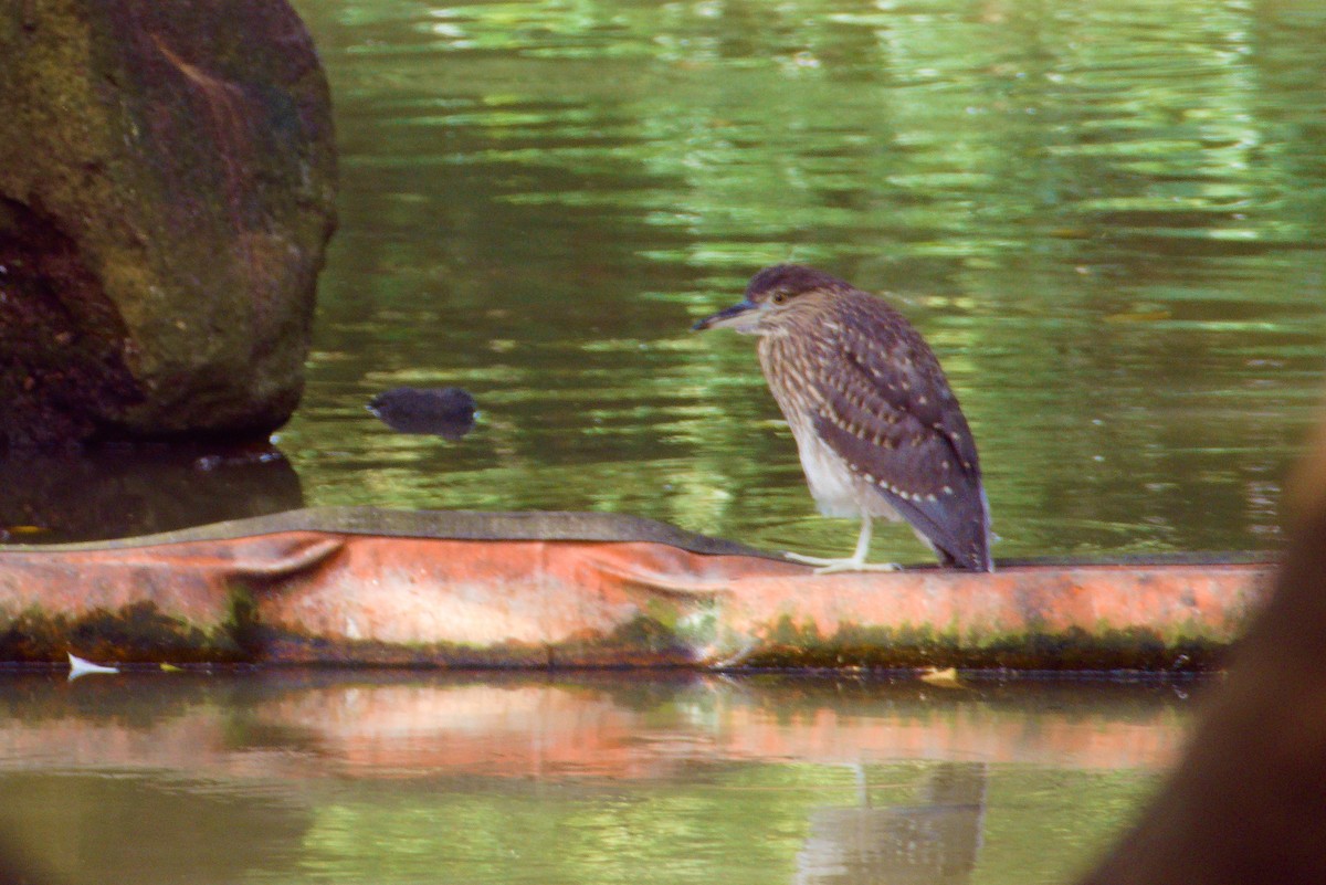 Black-crowned Night Heron - ML624172476