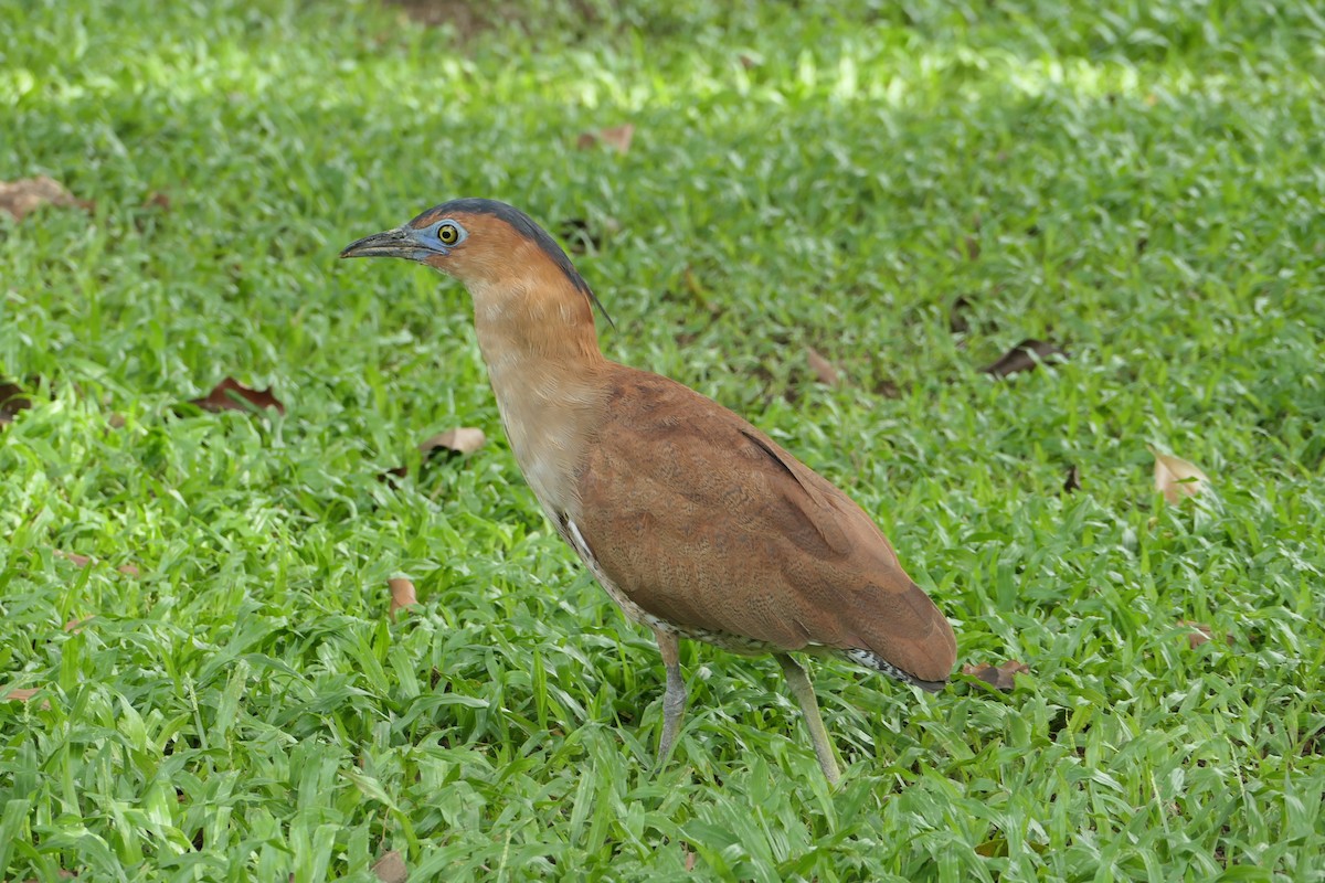 Malayan Night Heron - ML624172481