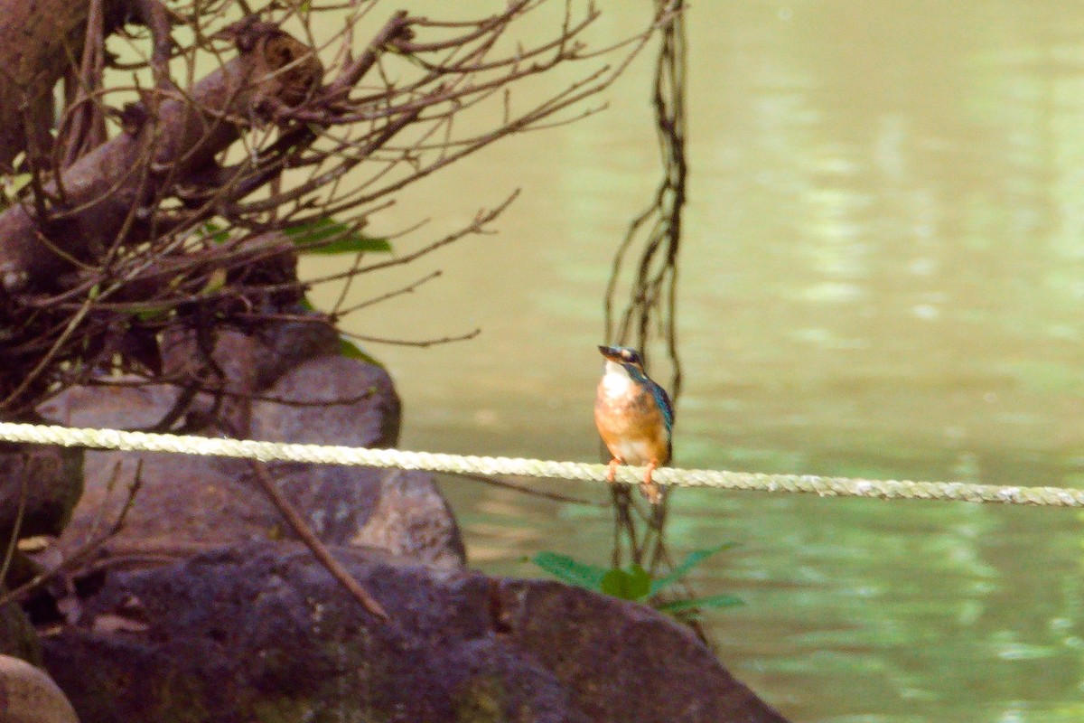 Common Kingfisher - ML624172482