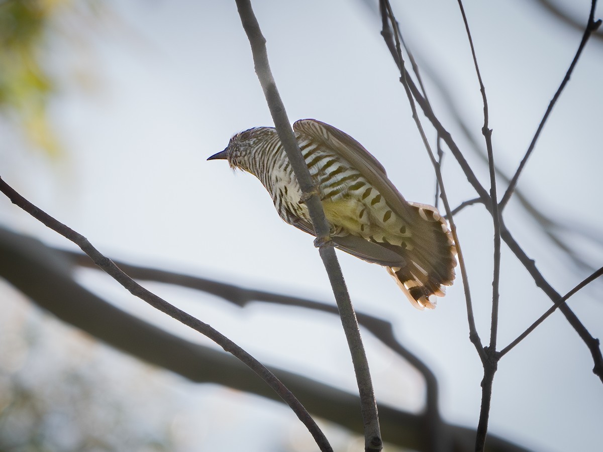 Shining Bronze-Cuckoo - ML624172483