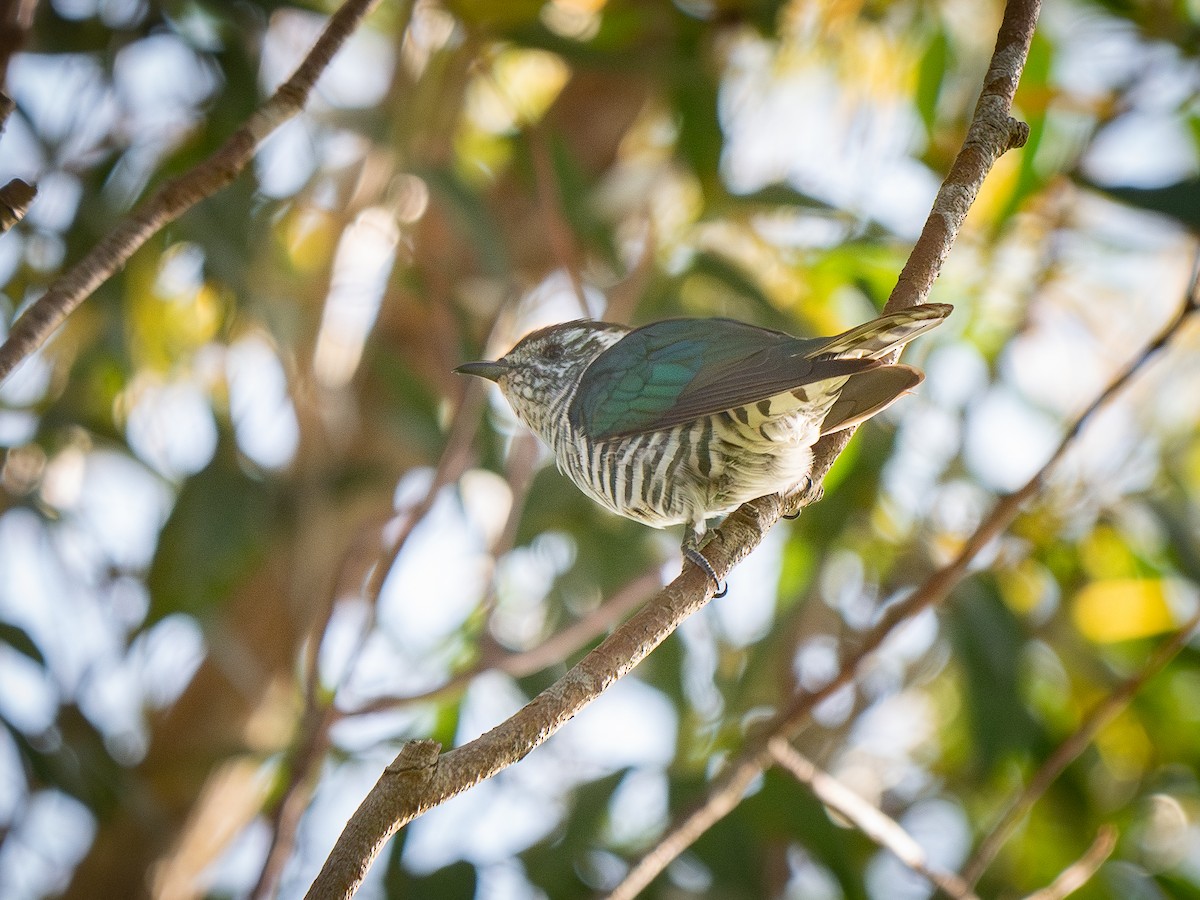 Shining Bronze-Cuckoo - ML624172484