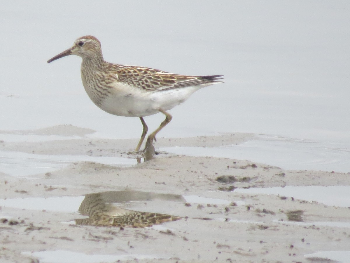 Pectoral Sandpiper - Ethan Maynard