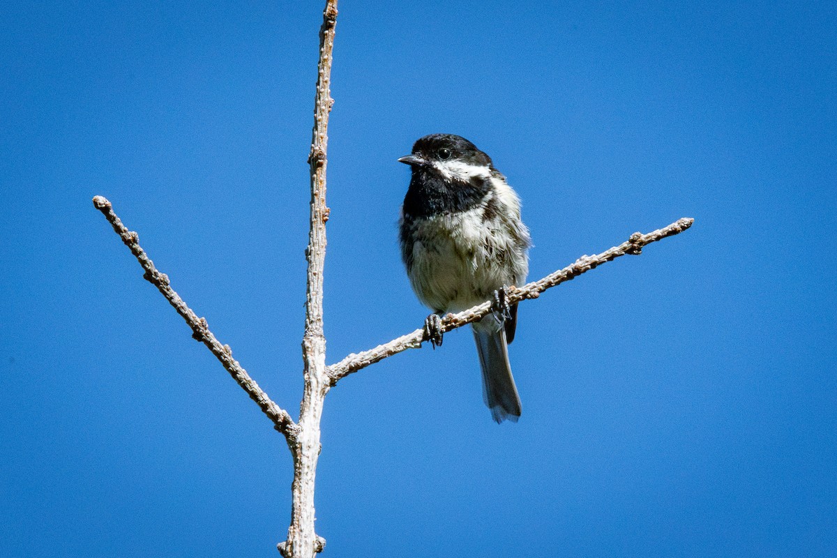 Coal Tit - ML624172489