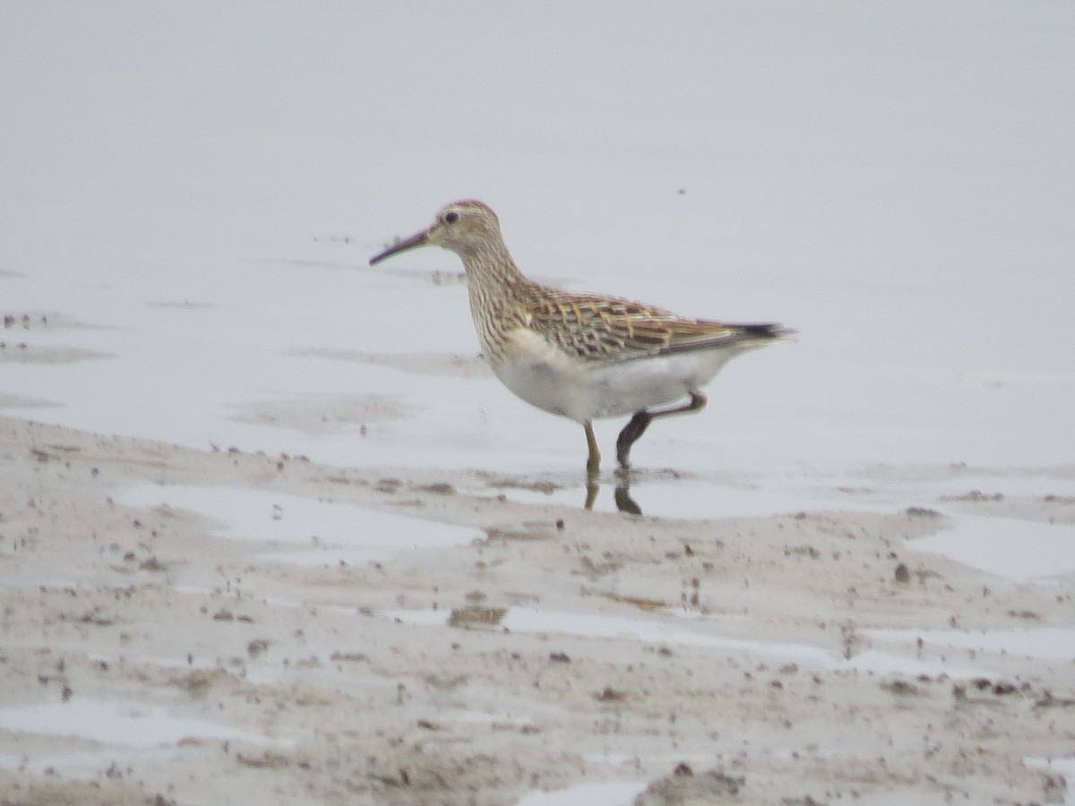 Pectoral Sandpiper - ML624172490