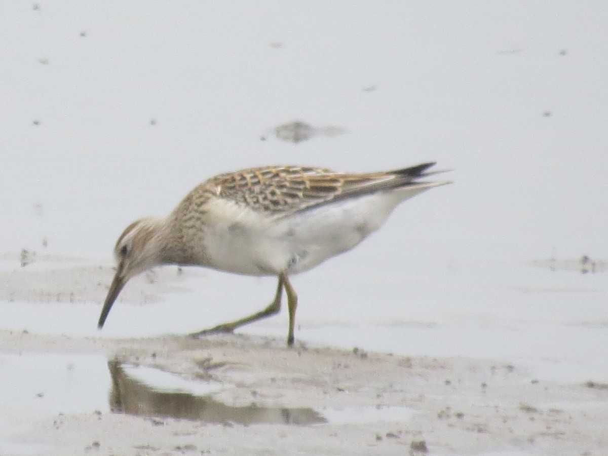 Pectoral Sandpiper - ML624172493