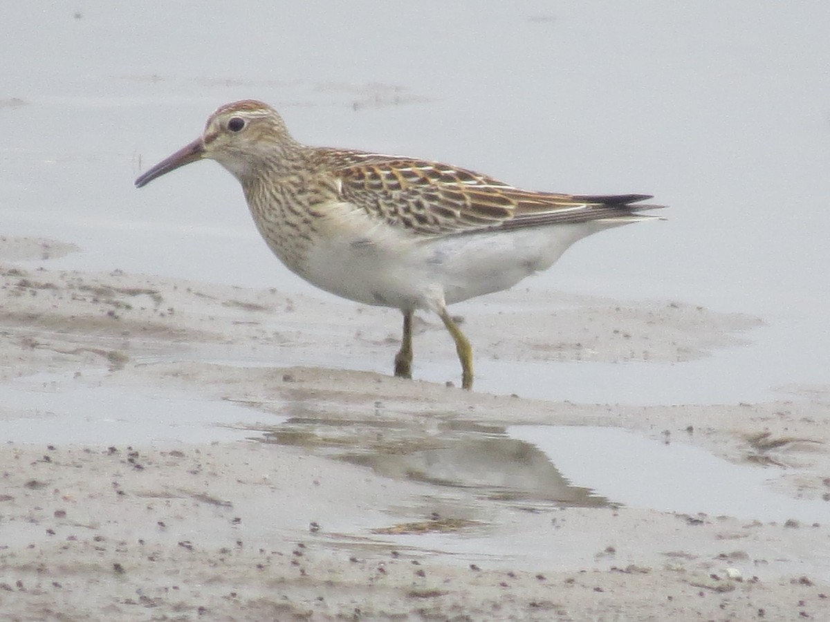 Pectoral Sandpiper - ML624172496