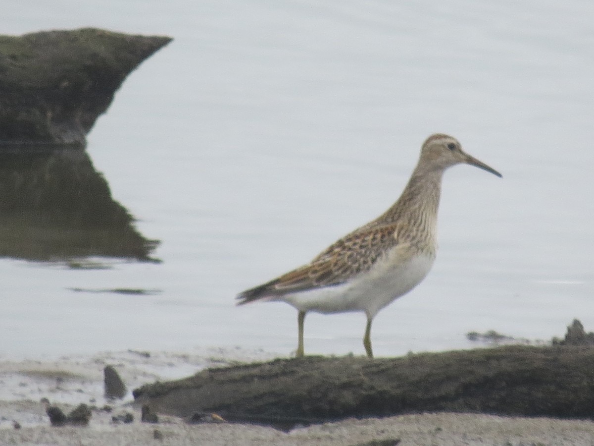 Pectoral Sandpiper - ML624172499