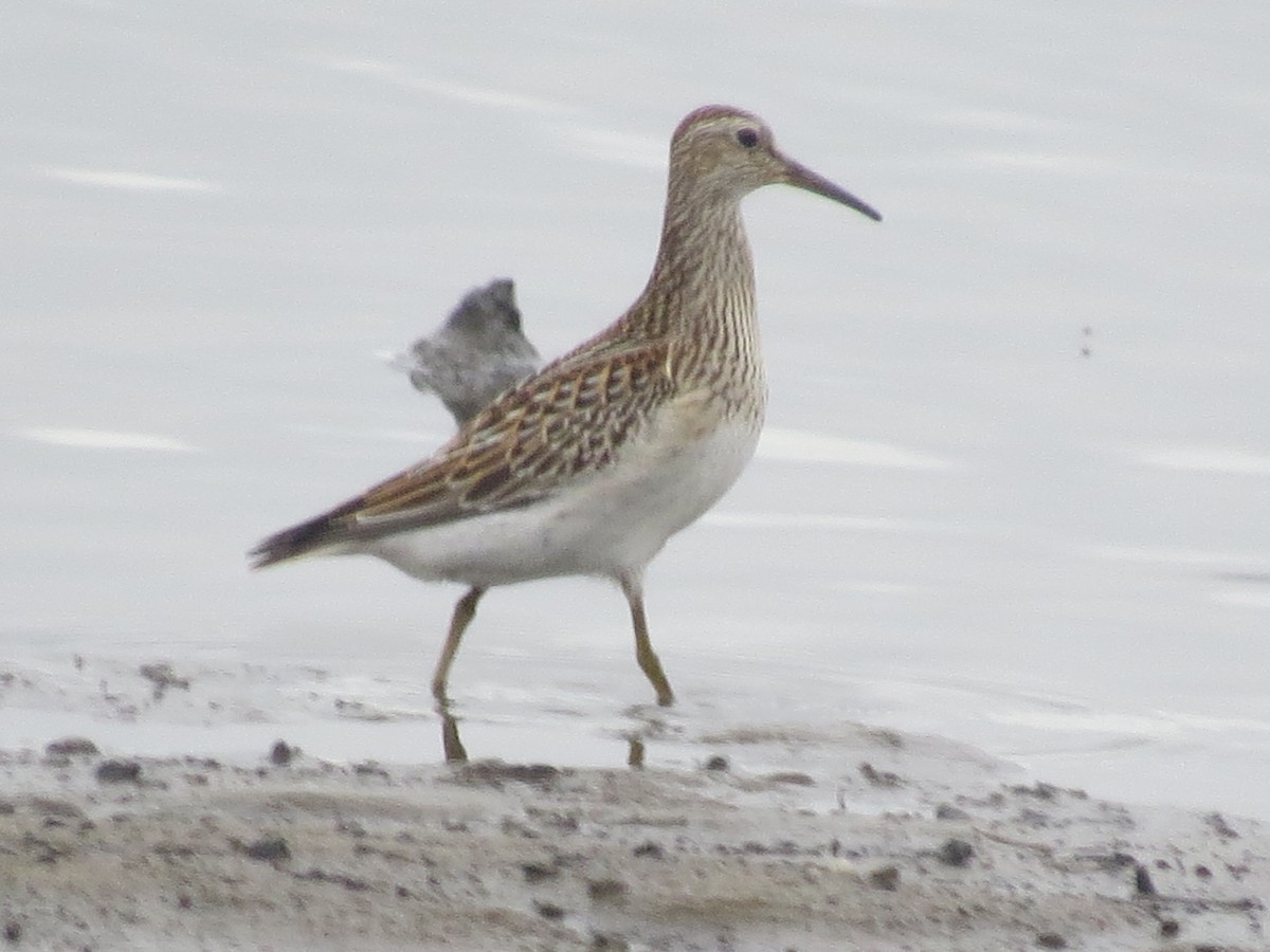 Pectoral Sandpiper - ML624172501