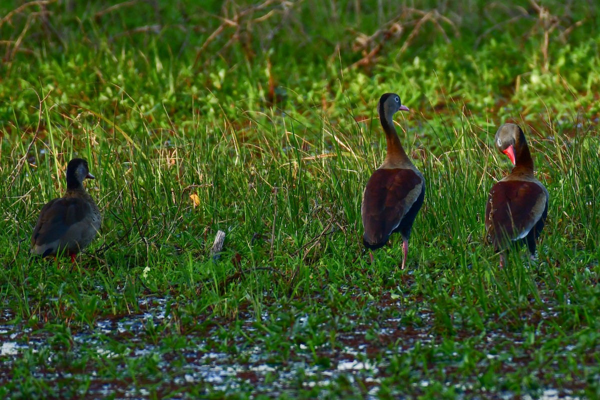 Black-bellied Whistling-Duck - Federico Robles