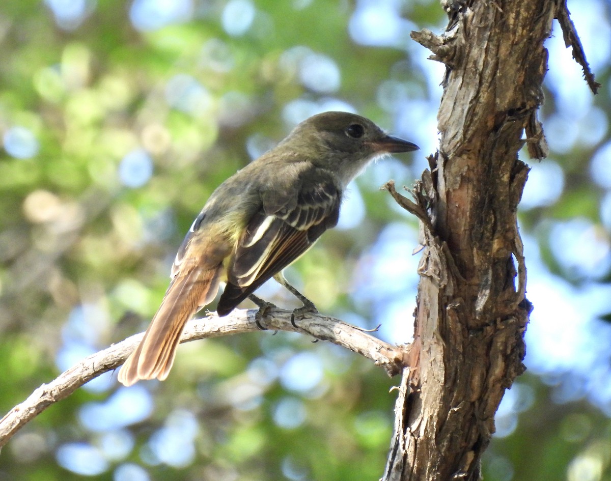 Great Crested Flycatcher - ML624172509