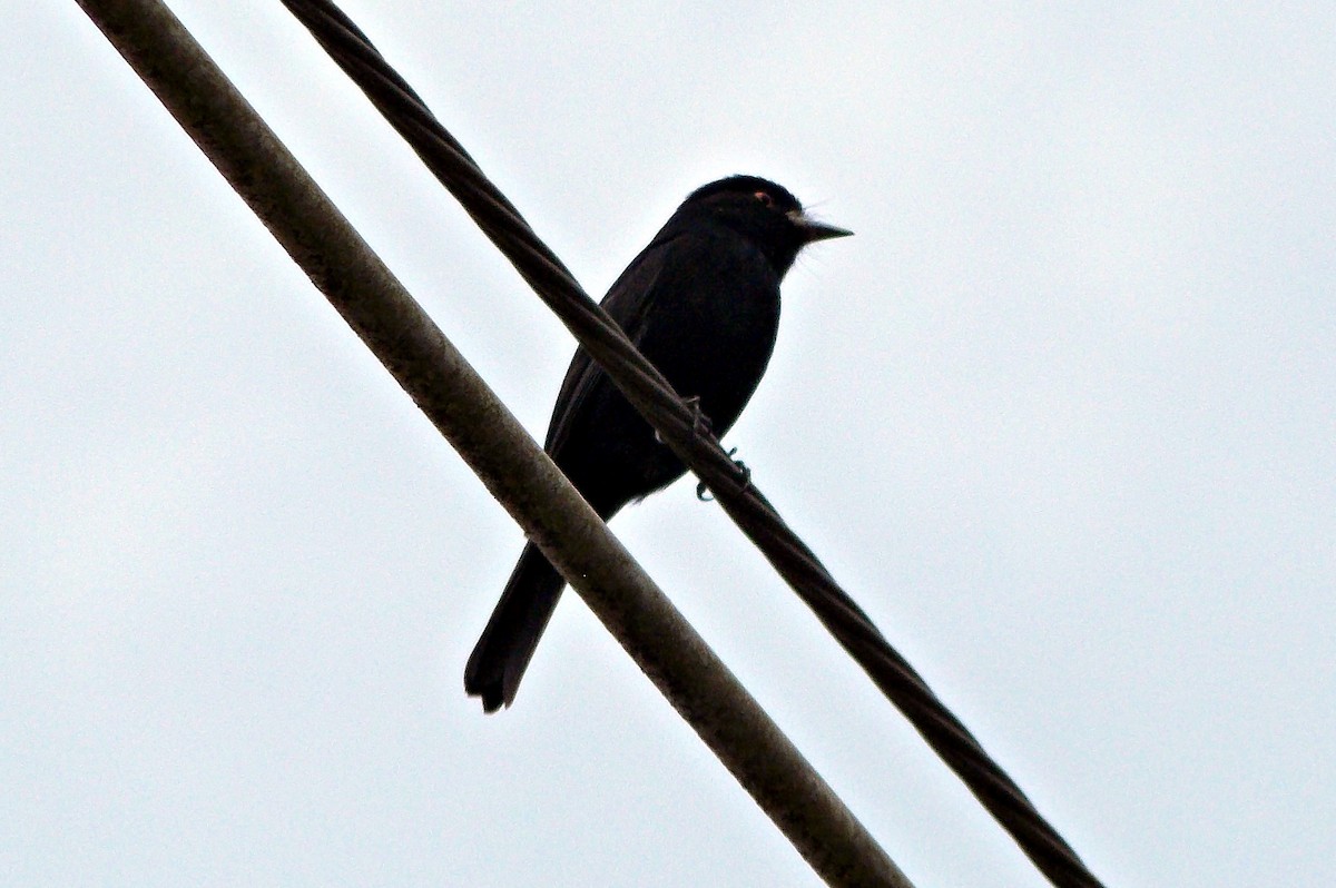 Blue-billed Black-Tyrant - ML624172515