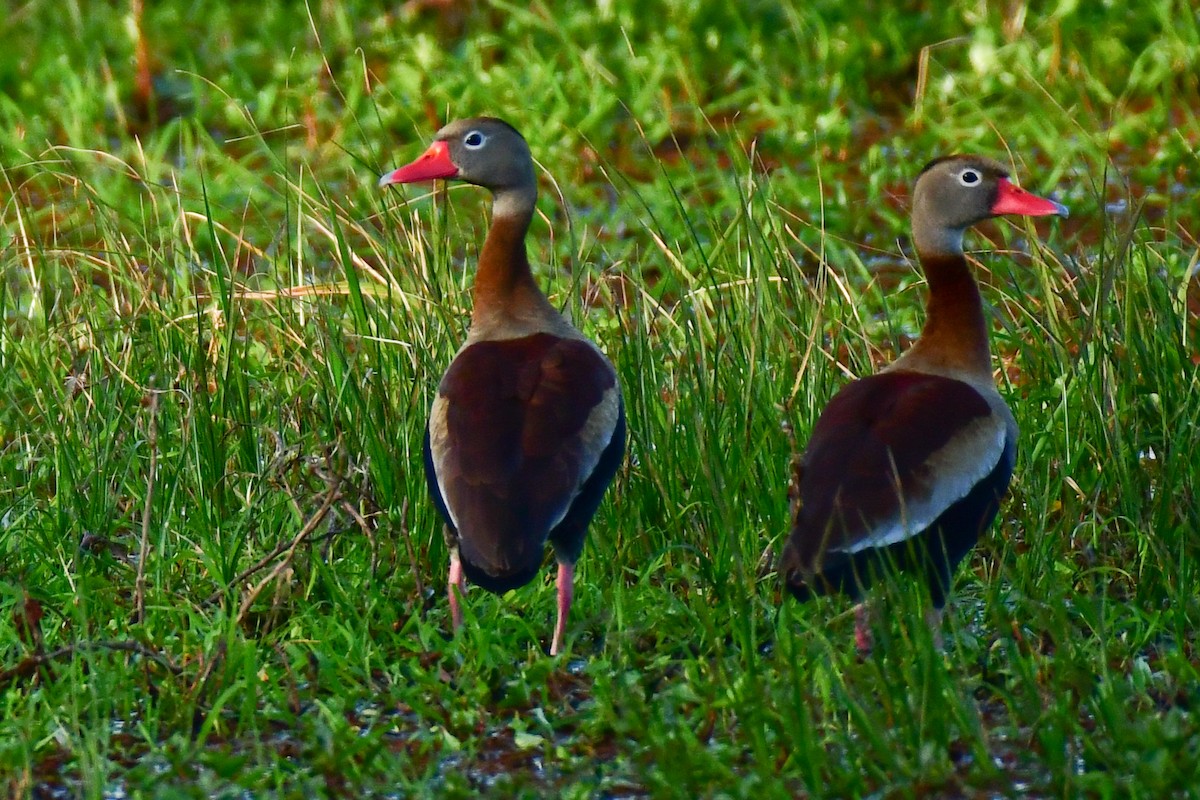 Black-bellied Whistling-Duck - ML624172522