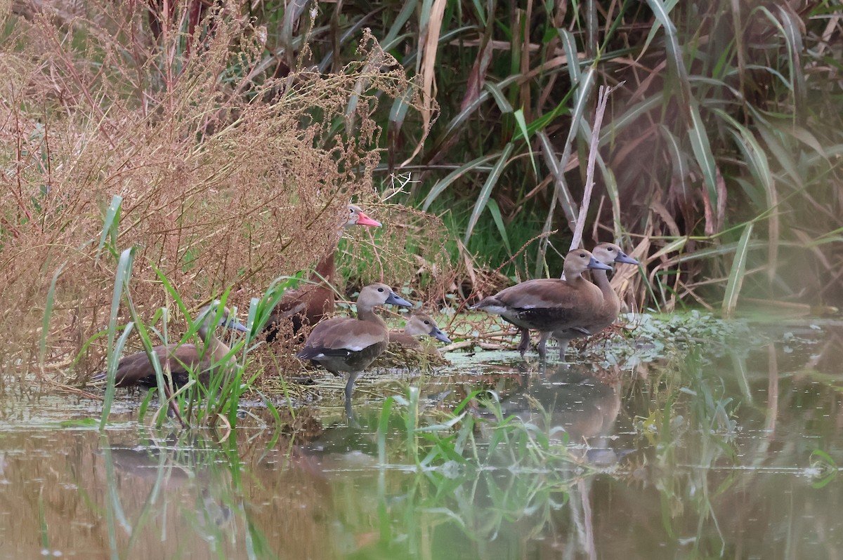 Dendrocygne à ventre noir - ML624172523