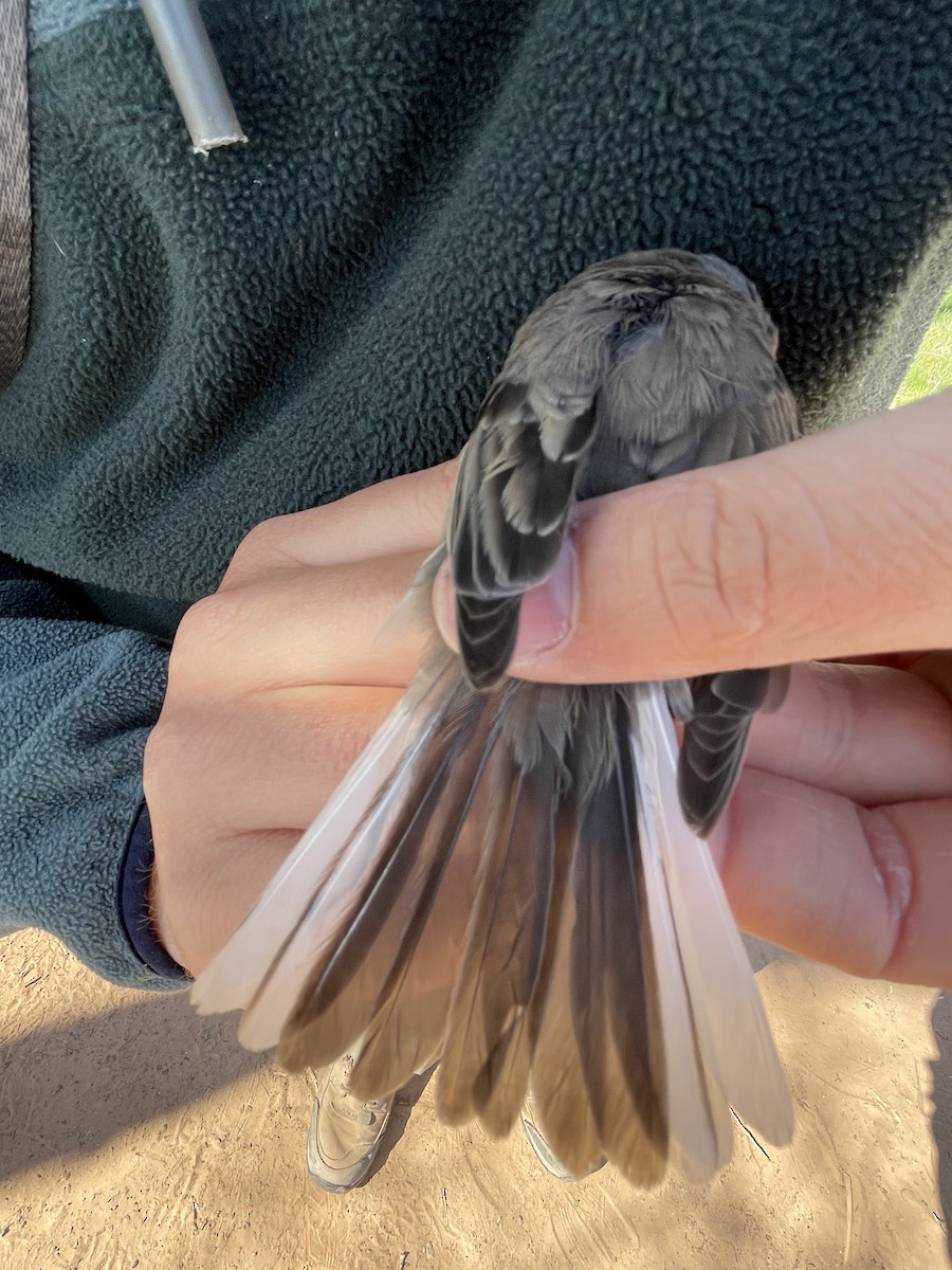 Dark-eyed Junco (Slate-colored) - ML624172537