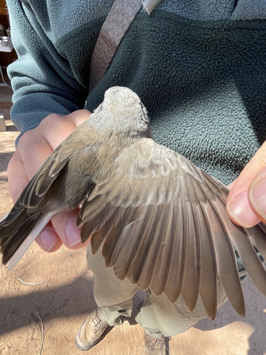 Dark-eyed Junco (Slate-colored) - ML624172539