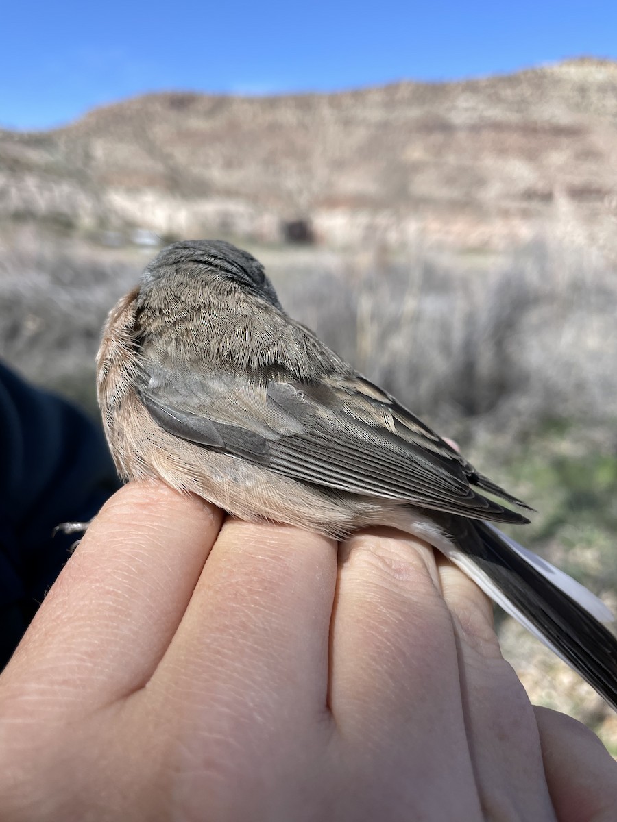 Dark-eyed Junco (Slate-colored) - ML624172540