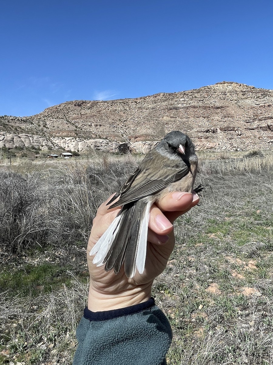 Dark-eyed Junco (Slate-colored) - ML624172541
