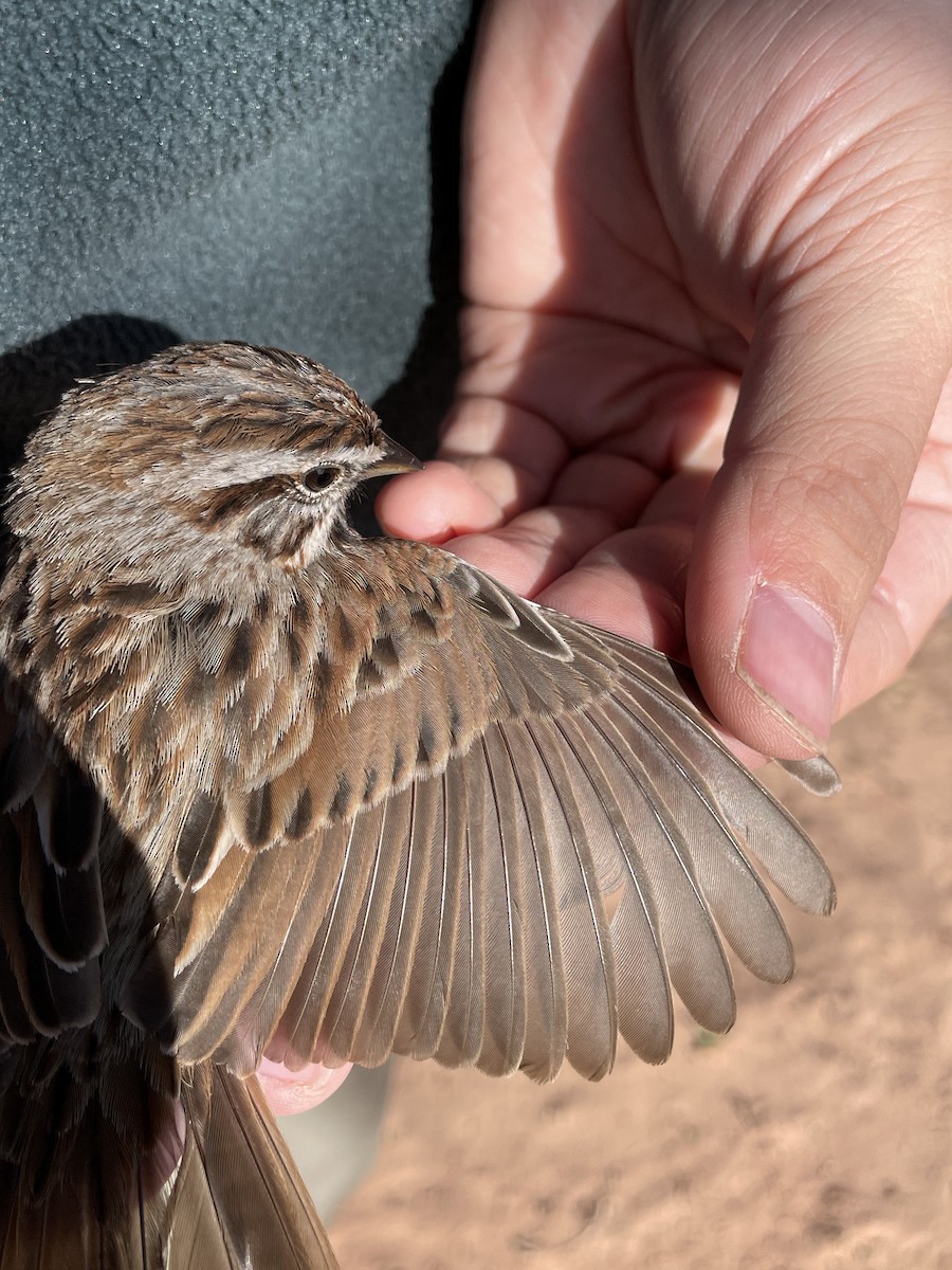 Song Sparrow - ML624172545