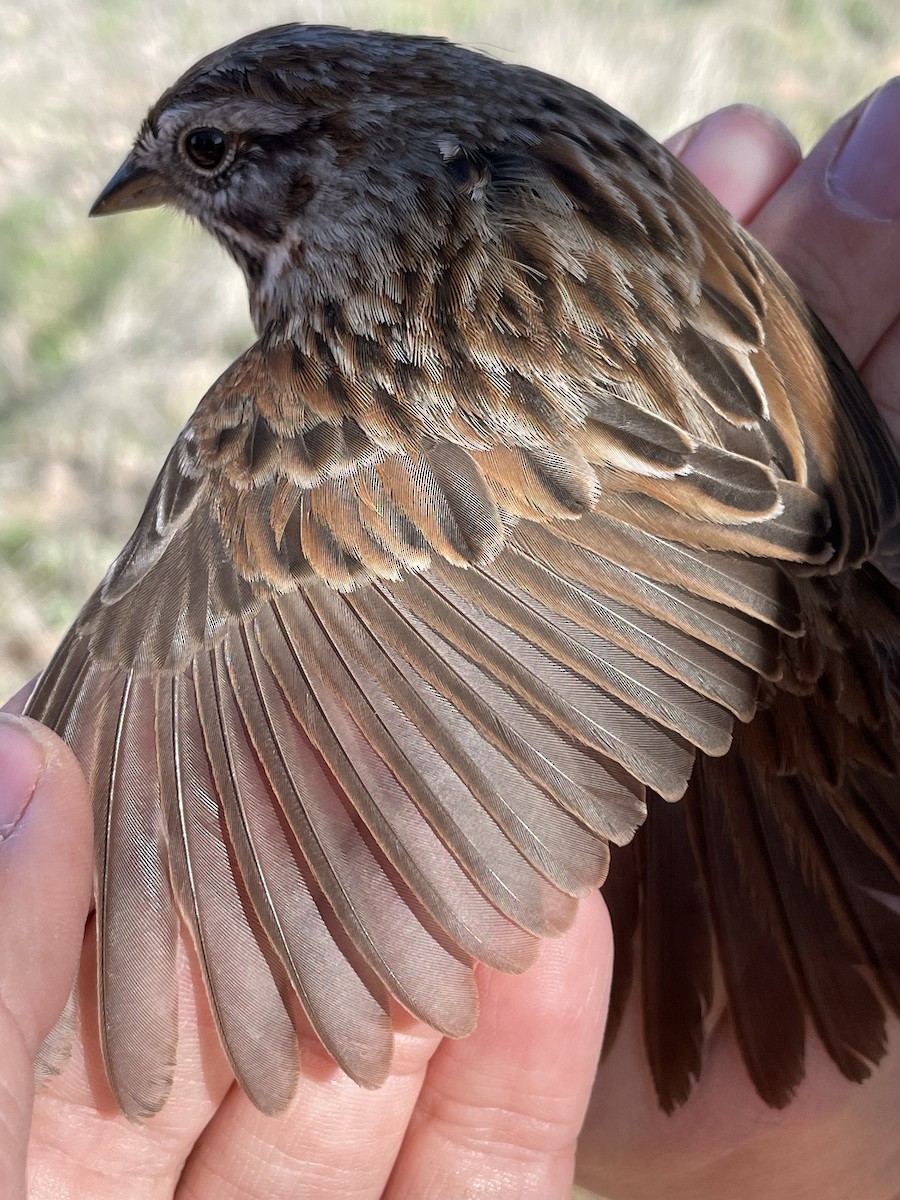 Song Sparrow - ML624172546