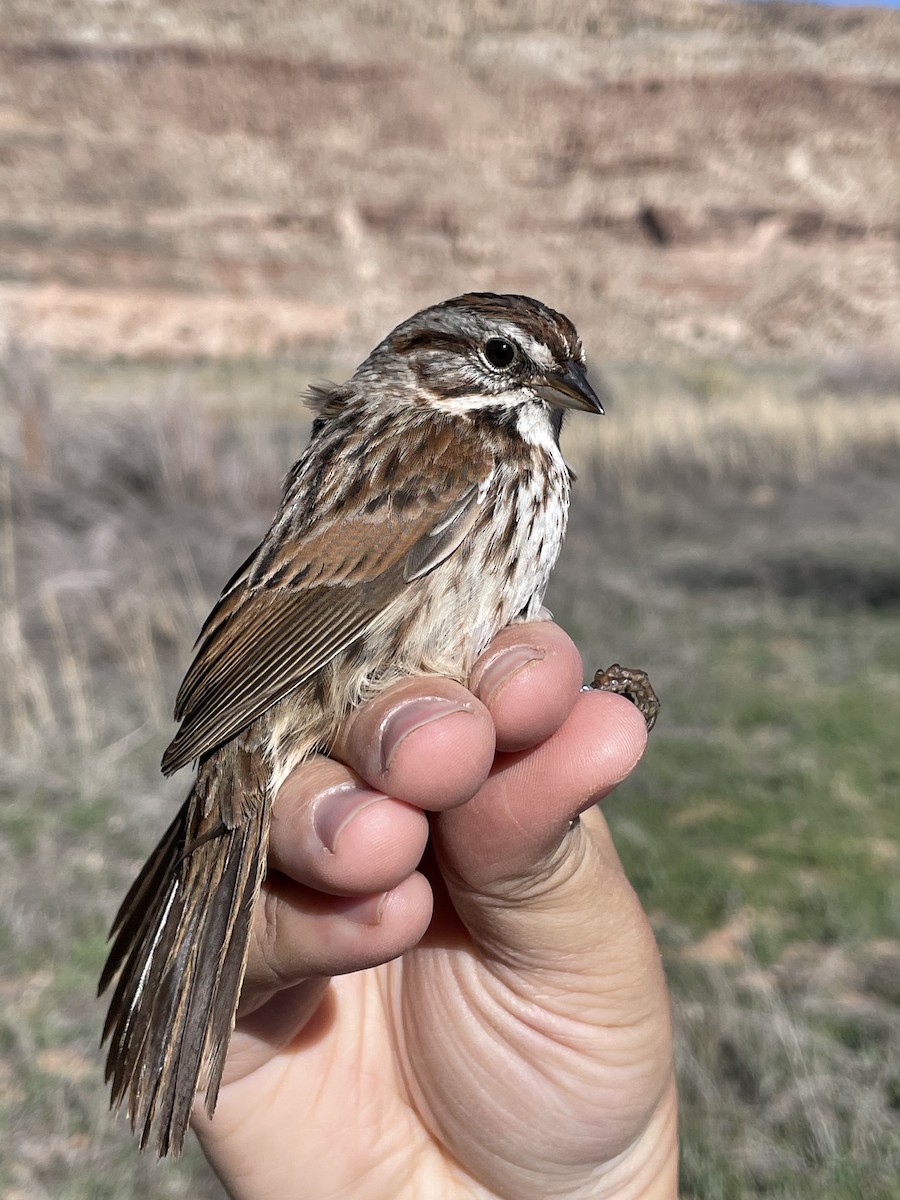 Song Sparrow - ML624172547