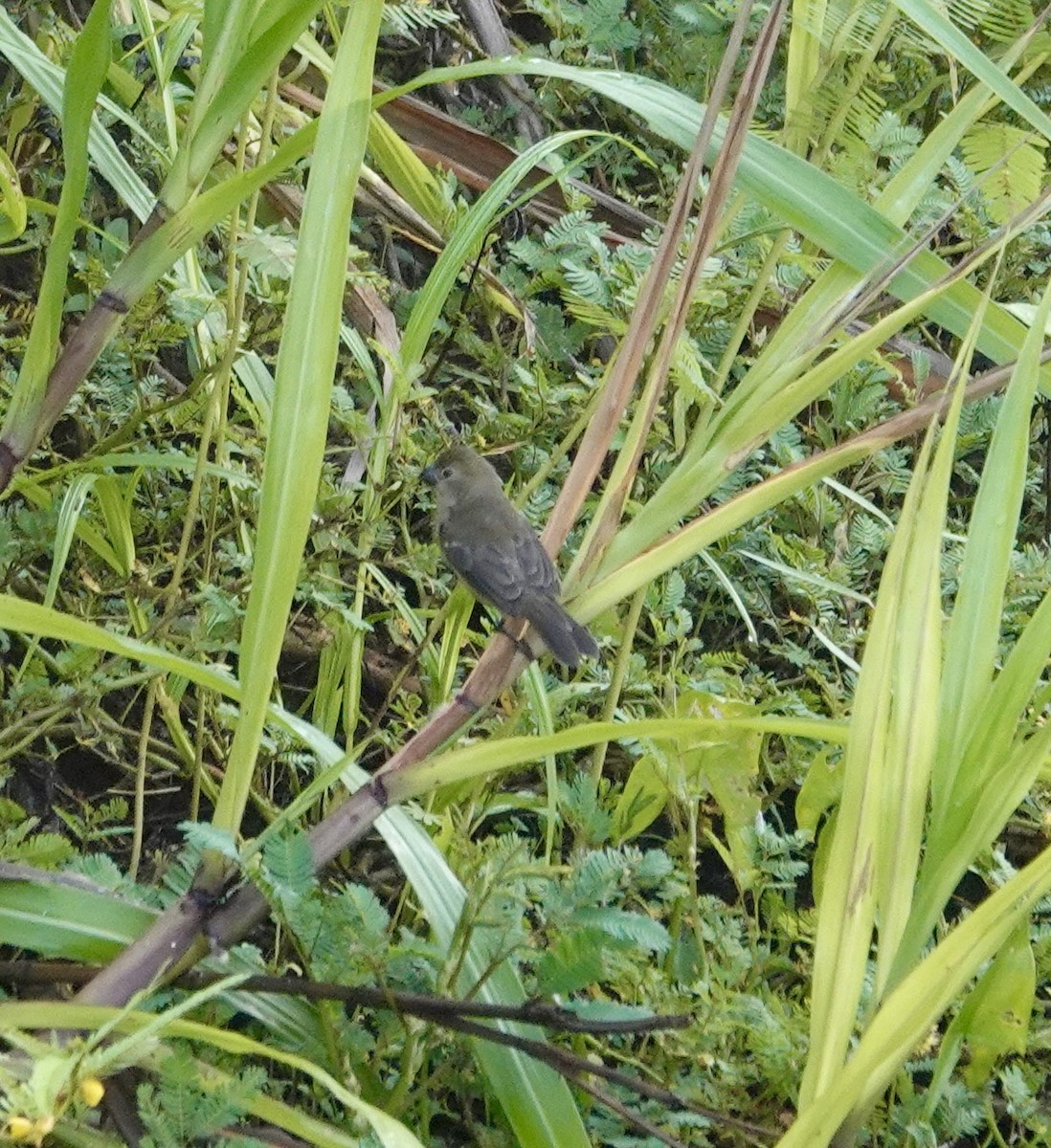 Chestnut-bellied Seedeater - ML624172591