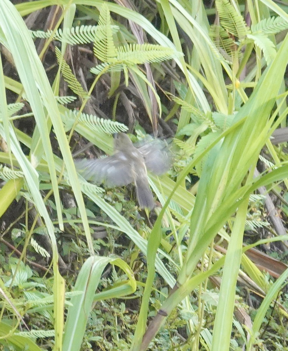 Chestnut-bellied Seedeater - ML624172592