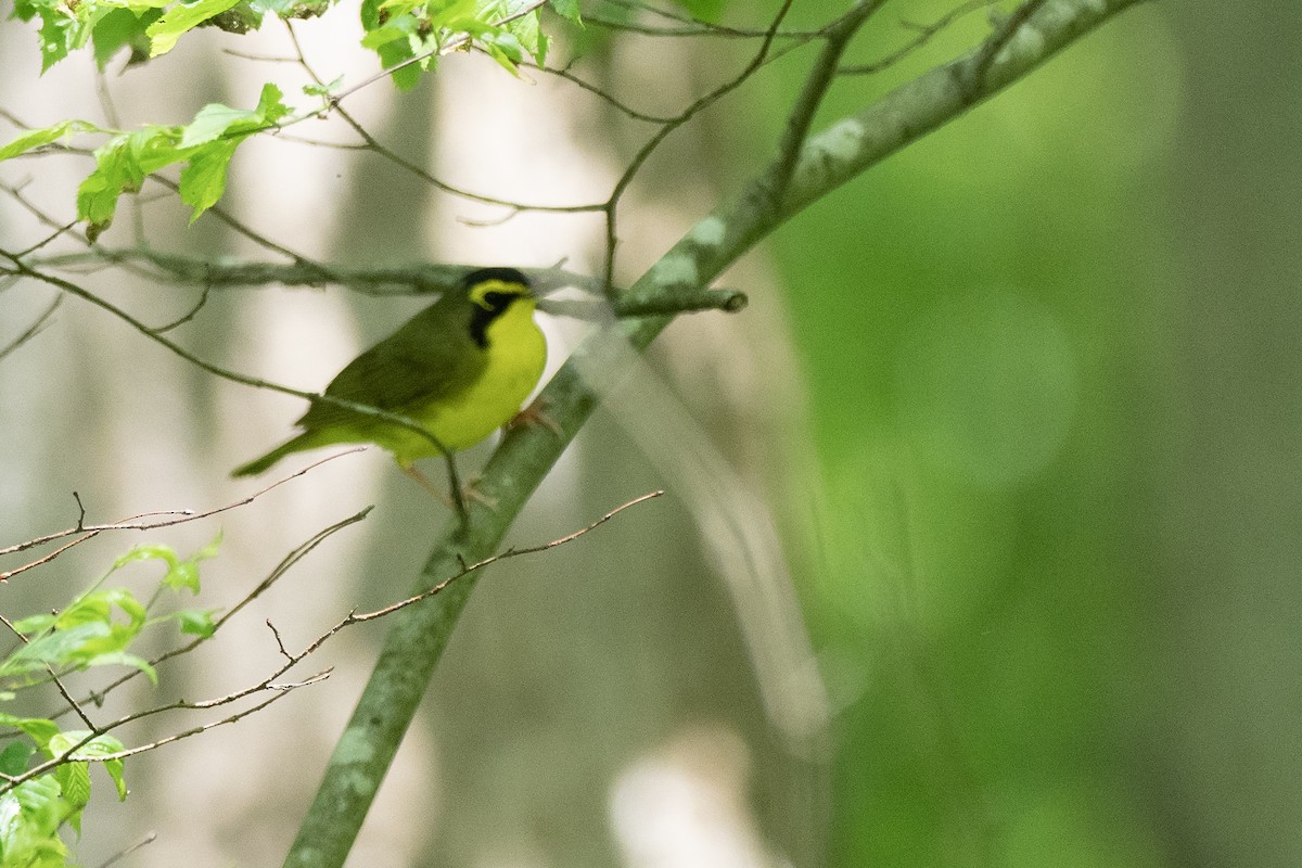 Kentucky Warbler - ML624172613