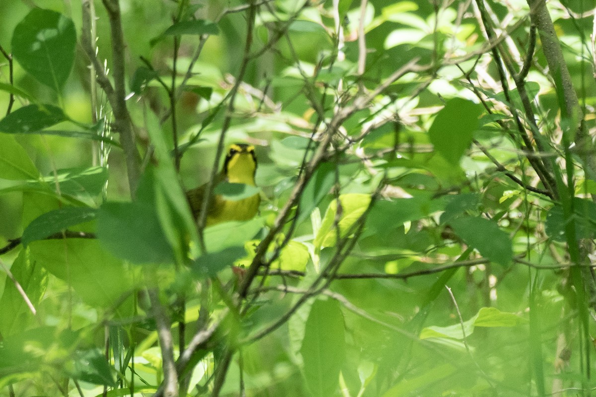 Paruline du Kentucky - ML624172614
