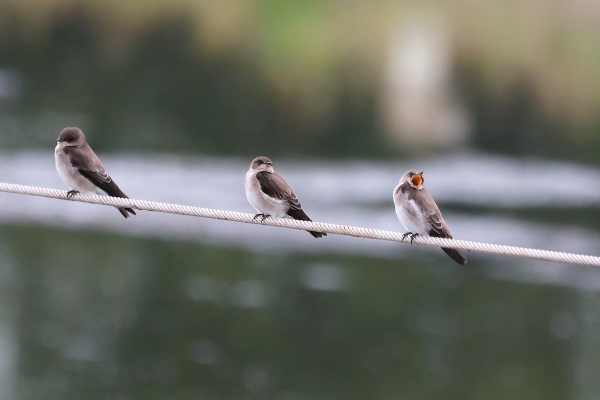 Northern Rough-winged Swallow - ML624172631